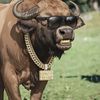 Theduffalo