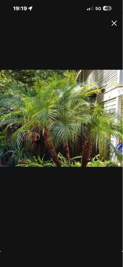 large mature Pygmy Date Palm trees, over 7feet tall You take them out it’s yours.