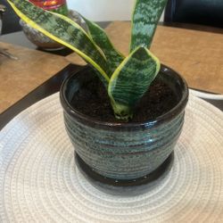 Snake Plant
