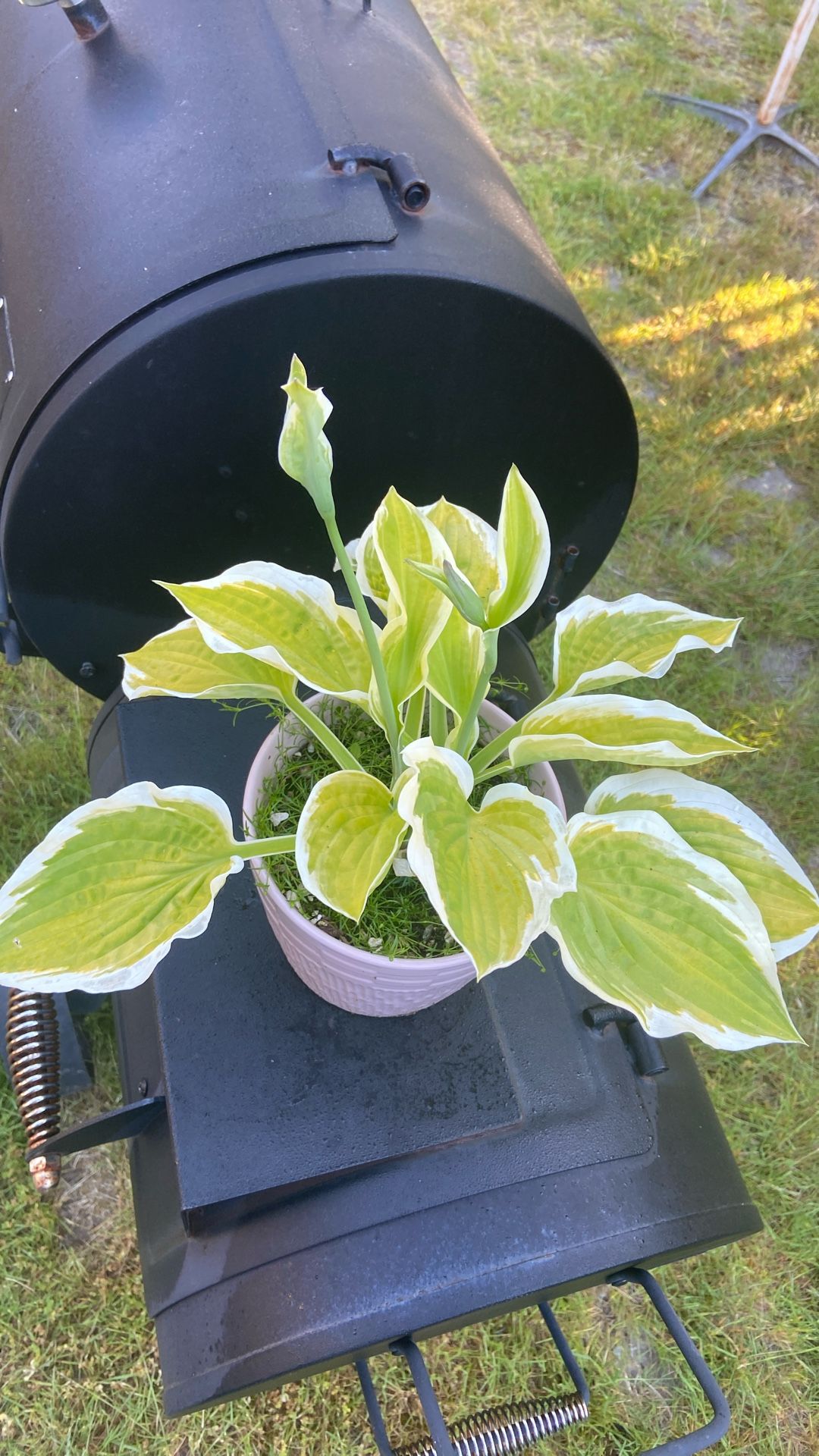 Healthy Blooming Hosta Plants In Ceramic Pot With Drainage