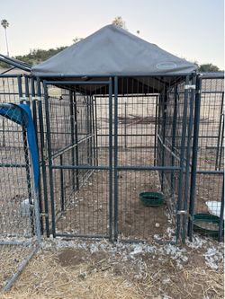 Retriever Dog Run
