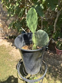Prickly Pear Cactus