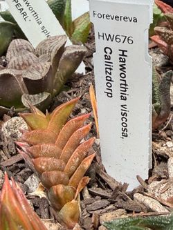 Haworthiopsis(formerly Haworthia) Viscosa Calitzdorp
