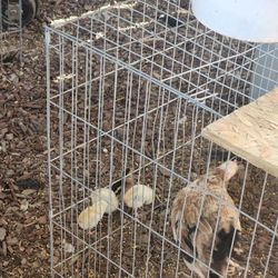 Huevos,pollitos,pollitas 