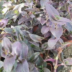 Purple Heart Tradescantia Plants