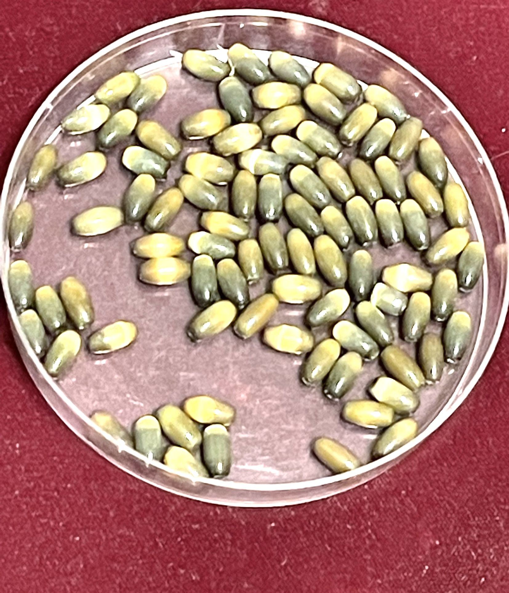 Lot Of 30 Green Cat’s Eye Oval Beads 292