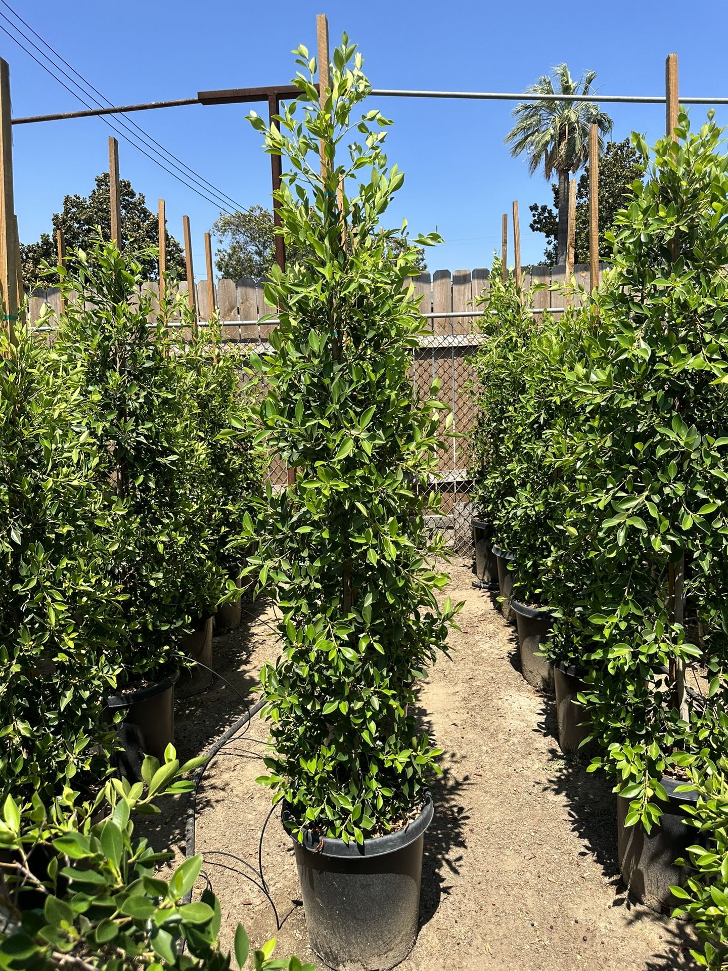Ficus Nitida Indian Laurel Privacy Hedge