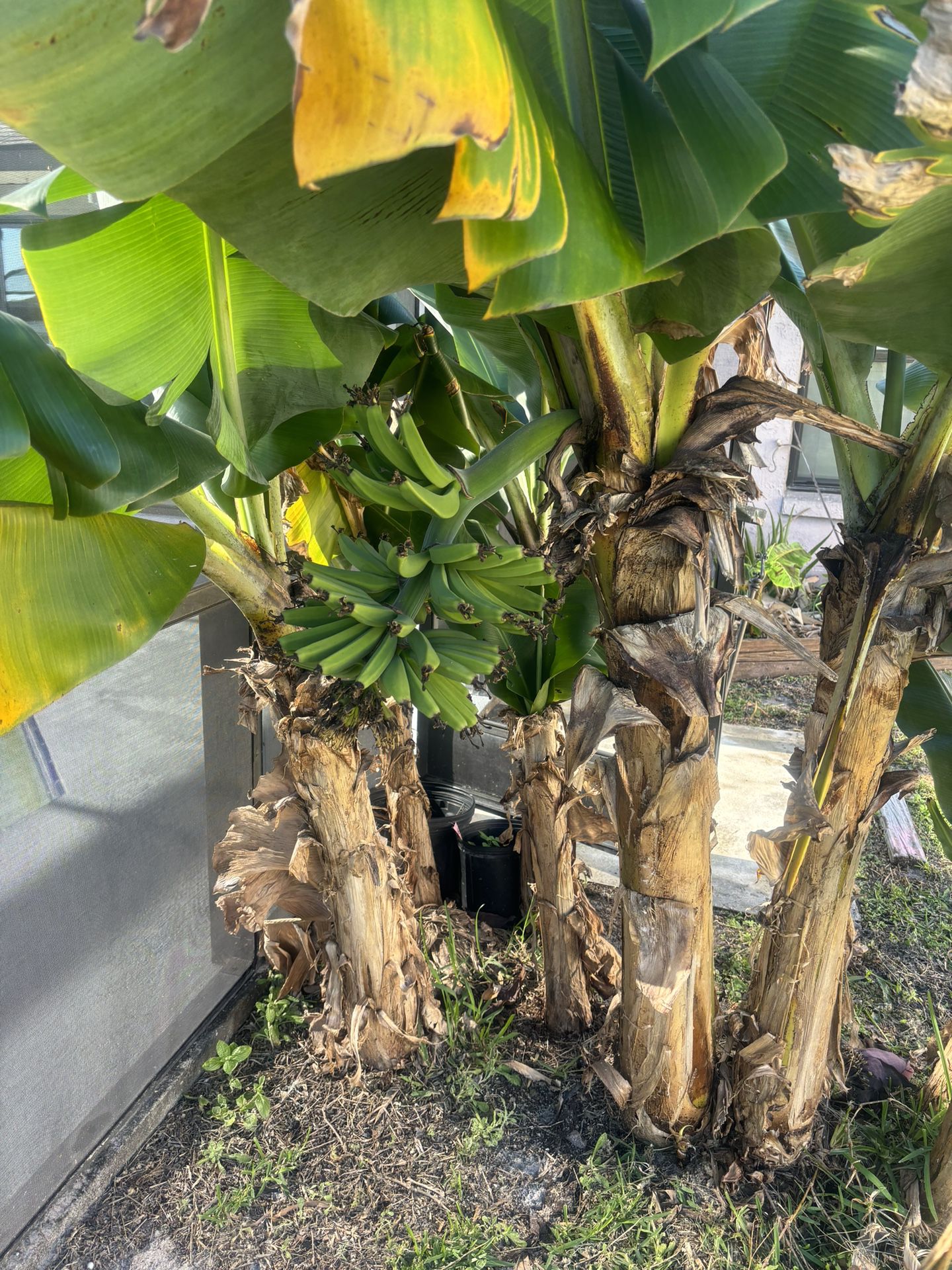 Banana Plant 34758 Poinciana