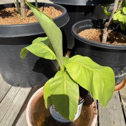 Banana Plant 