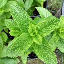 Lemonbalm Herb Plants Organicaly Grown