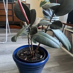 Rubber Plant And Pot