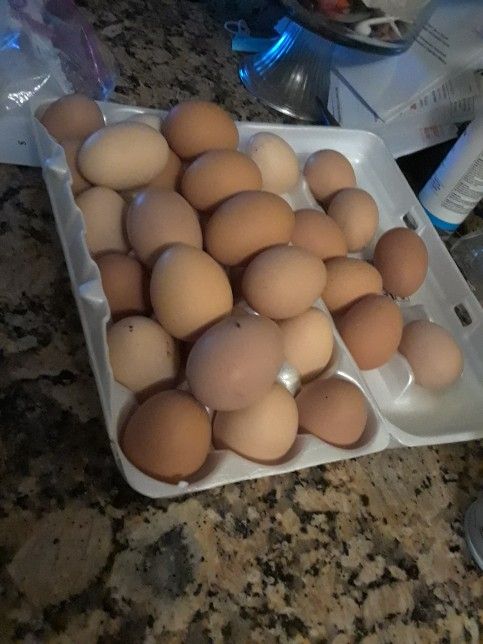 Fresh Fertilized eggs For Sale