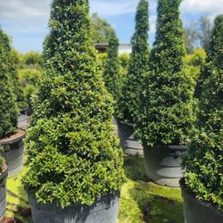 Spectacular Topiary Plants!!! Different Sizes And Prices!!! Starting At $35