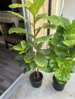 Fiddle Leaf Figs 