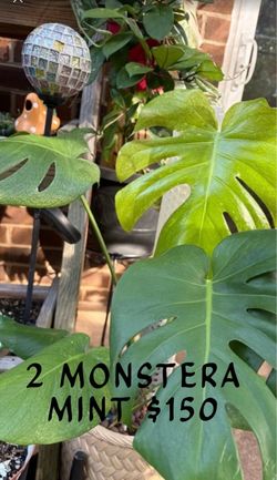 monstera for sale