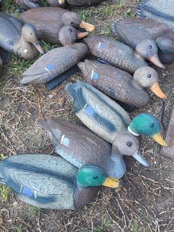 16 decoy ducks asking 60for all