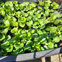 Water Hyacinth Pond Floating Plant