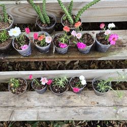 Succulents And Chisme.   2.00