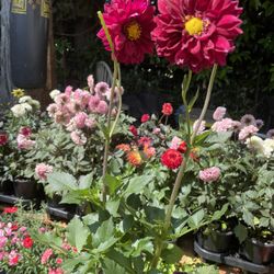 Dalia 