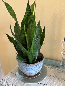 Snake plant