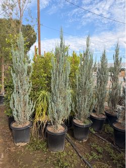 Blue pine trees 15 gal