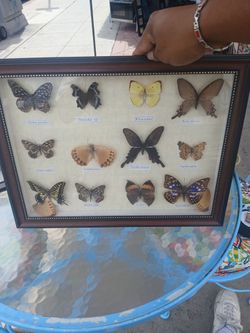Butterfly wall Art