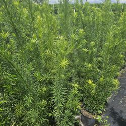 podocarpus  over 4 feet tall Instant Privacy Hedge For Fence Green Full Ready 