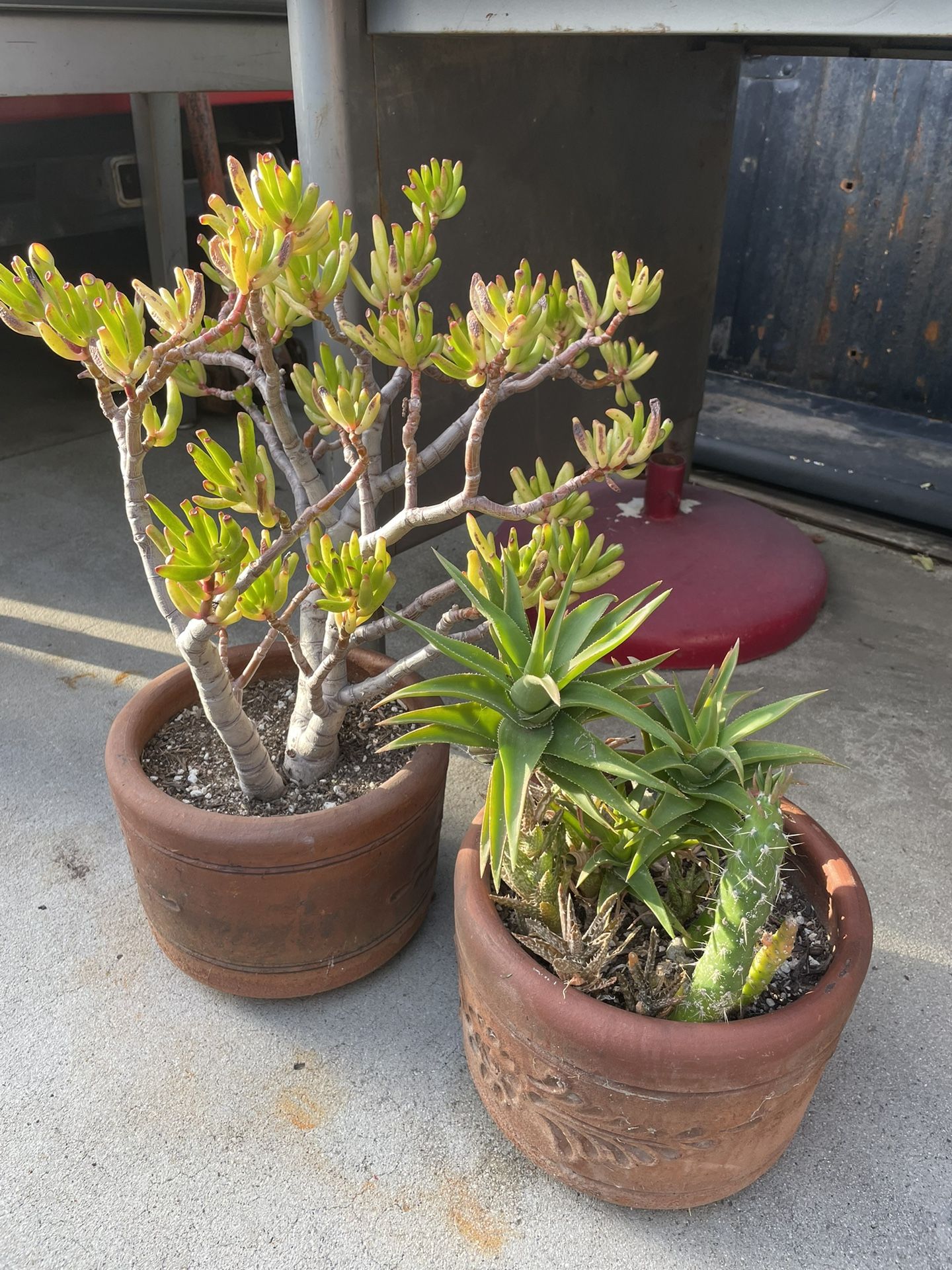 Succulent Planters