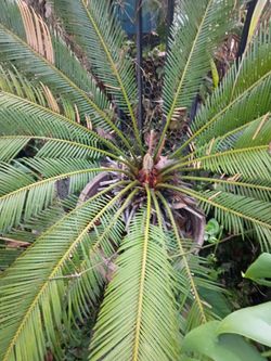Sago palm tree