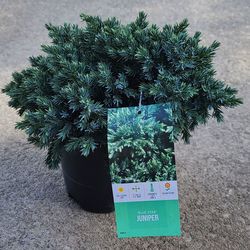 Healthy Blue Star Juniper Plant