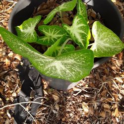 Huge Beautiful Pot With Plant In Weeki Wachee Spring Hill