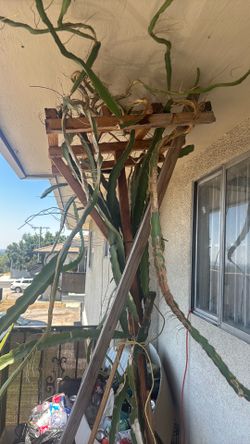 Dragon Fruit Branches Read Description