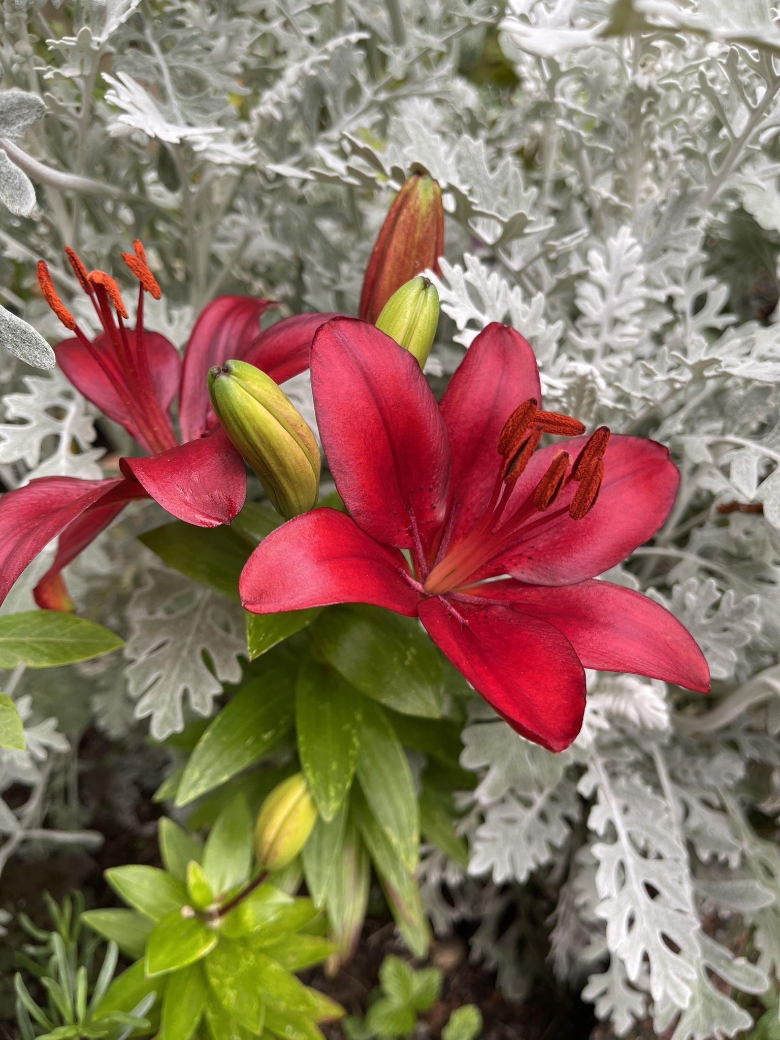 Burgundy Asiatic Lily Perennial Plant, One In A Pot.