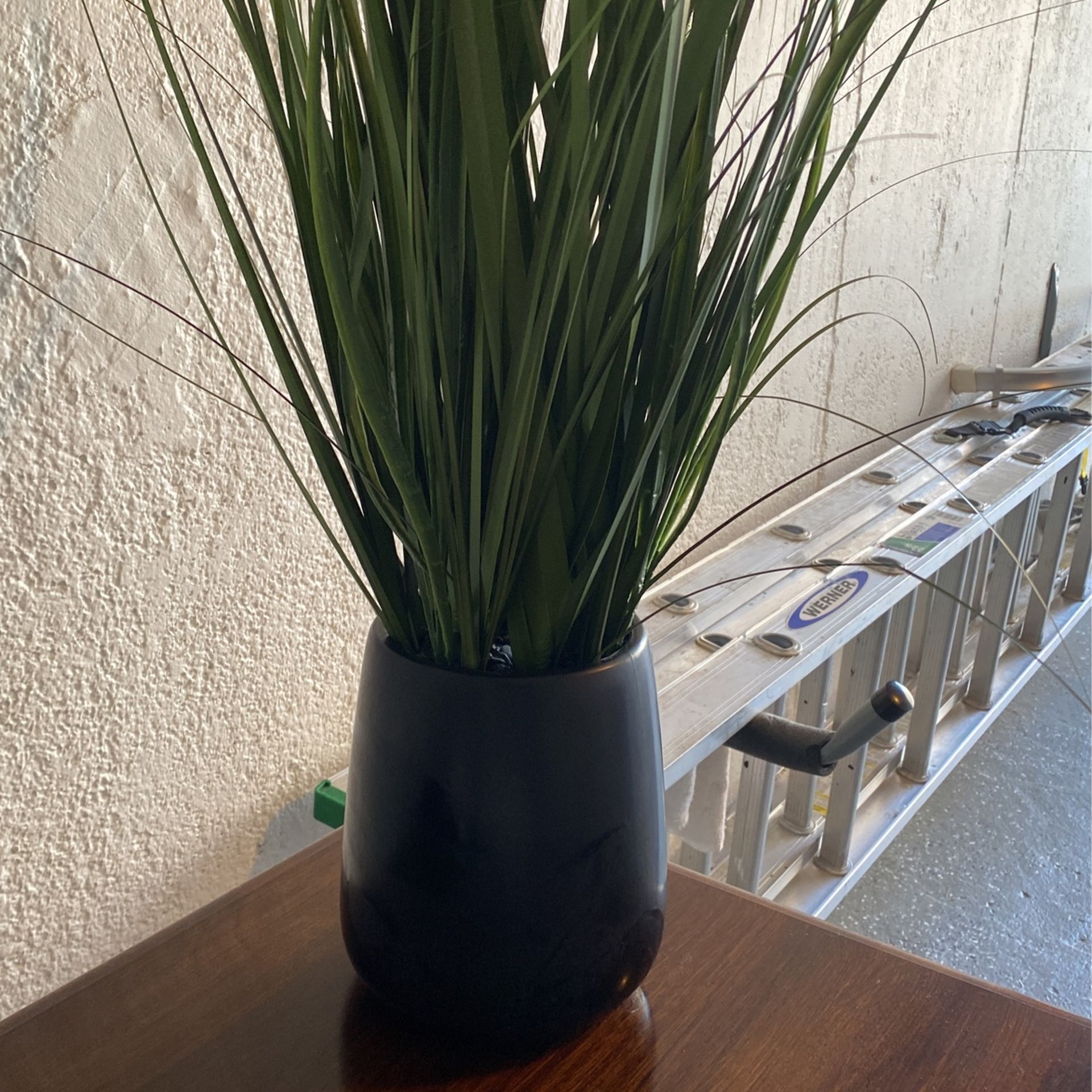 Indoor Plant