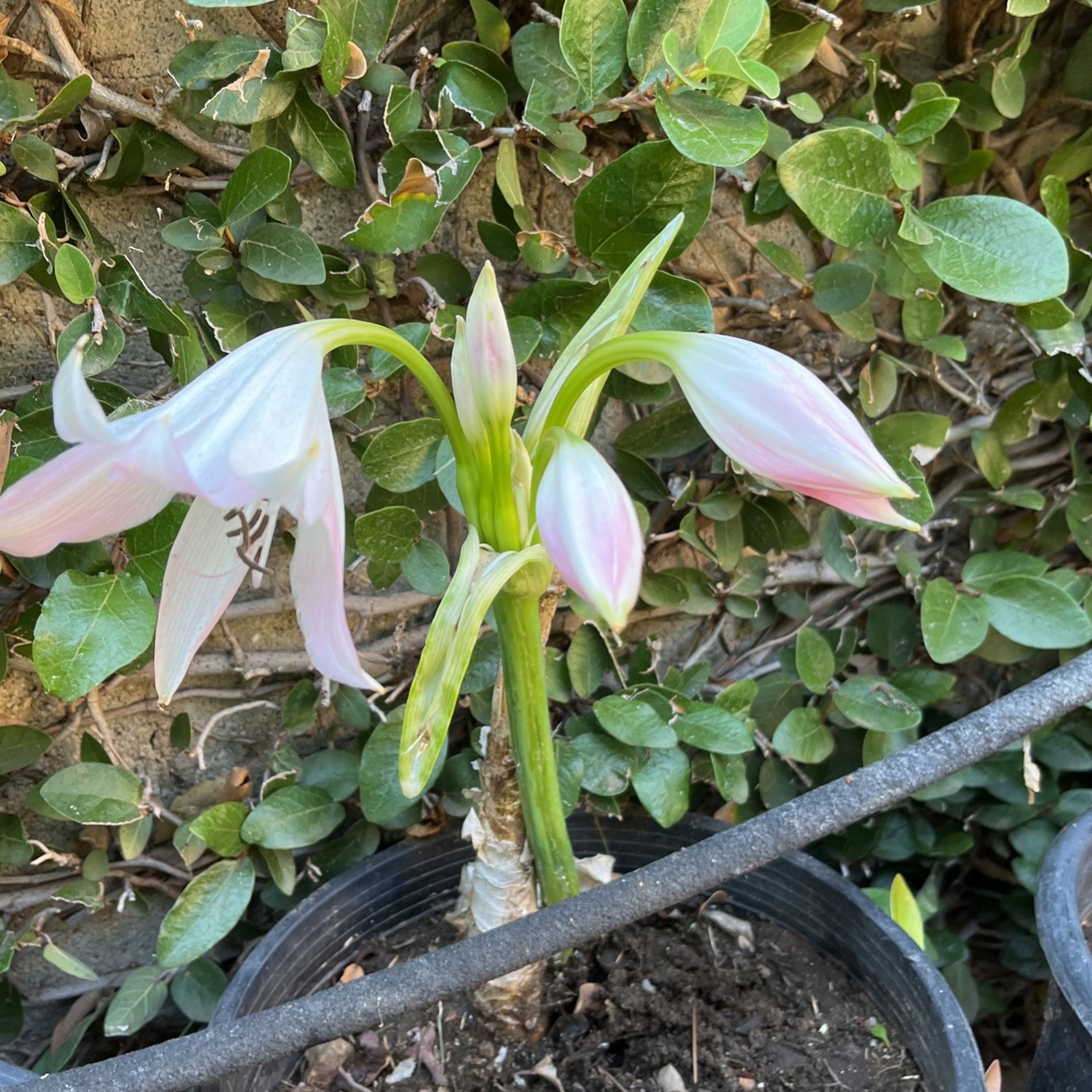 Lilly Plant In Pot Decorative Green Plant With White /pink Flowers