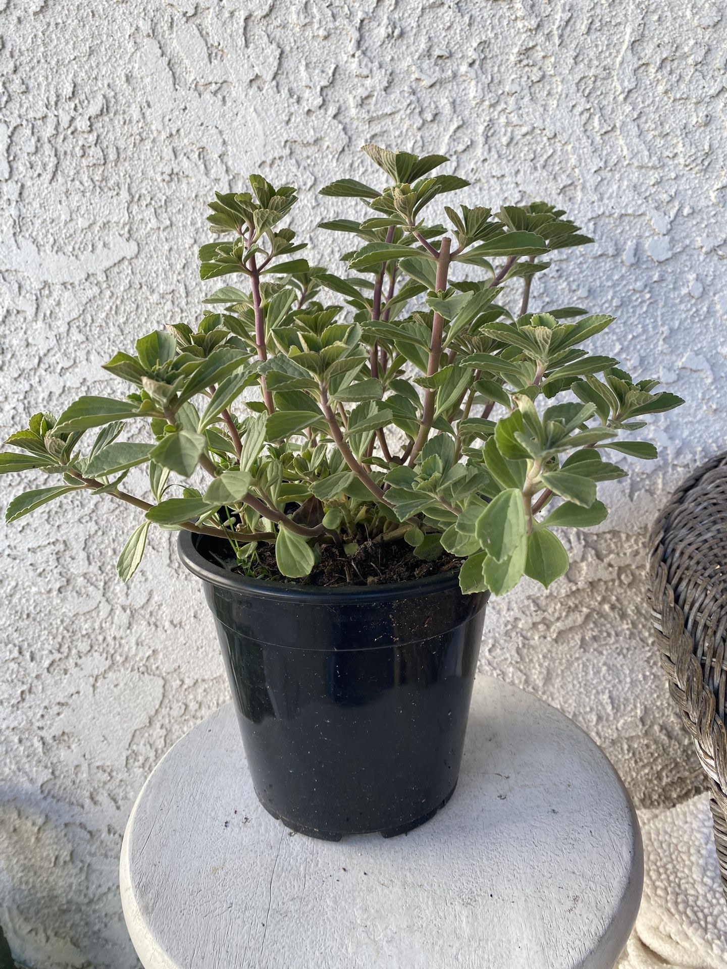 1.5 Gallon Pot Succulent Plant- Plectranthus Neochilus - Mike's Fuzzy Wuzzy - Blue Lobster Flower- Live Succulent - Rooted & Established - Drought Res