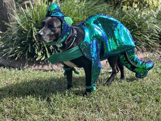 L XL dog Costume For Halloween Iguana/Lizard