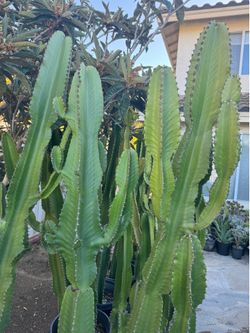 Giant Euphorbia Inges