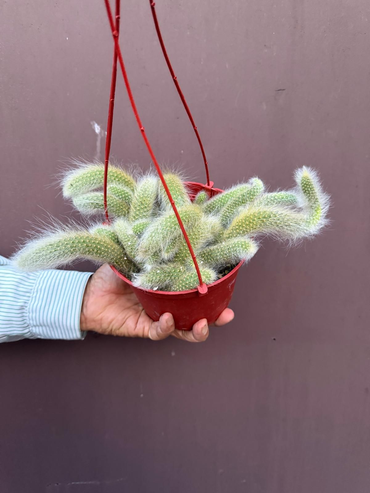 6” monkey tail cactus