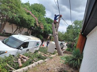 Garden tree. Free estimate