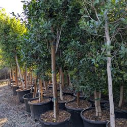 $325 Delivered Standard Trunk Ficus 25gal