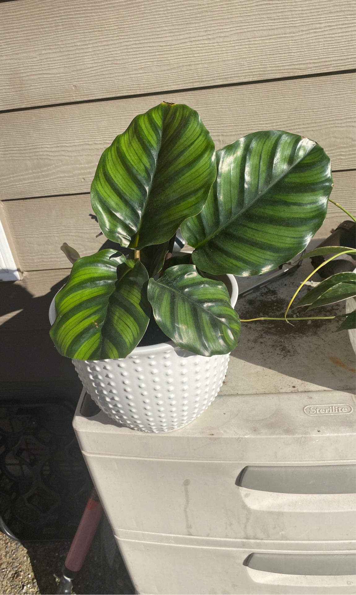 Calathea fasciata plant