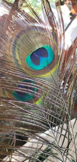 Beautiful Feathers Of Peacock 🦚 