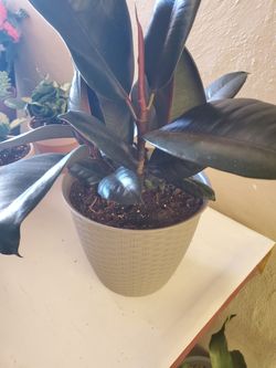 Ficus elastica burgundy rubben plant