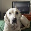Izzy