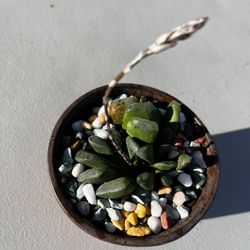 Haworthia Truncata Succulent 