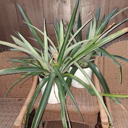 2 pineapple plants with new sprouts $20 FIRM for both!