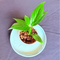 Peace Lily 🌱 Healthy Starter Plant