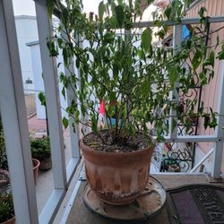 Beautiful Potted Plants