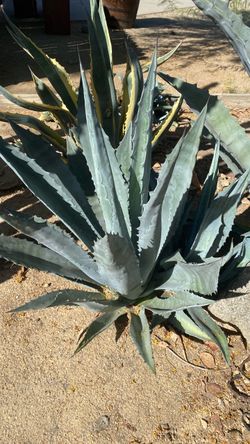 Blue agave lots to choose from